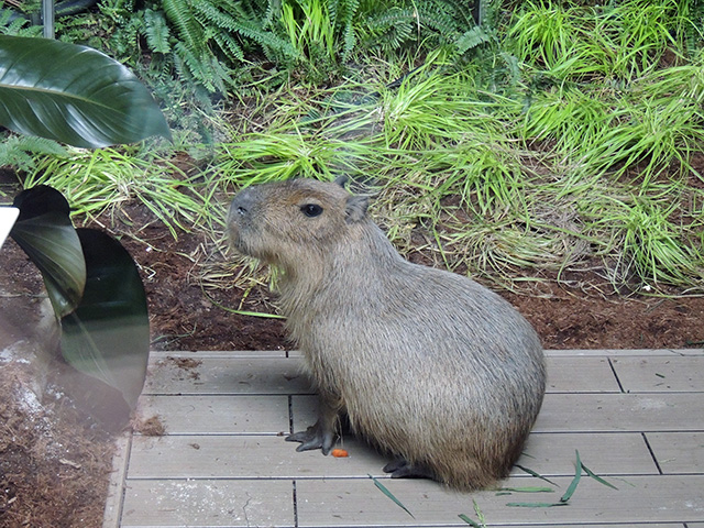 カピバラ/カワスイ 川崎水族館（神奈川県）