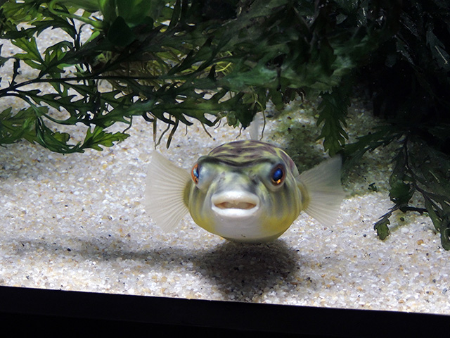テトラオドンリネアートゥス/カワスイ 川崎水族館（神奈川県）