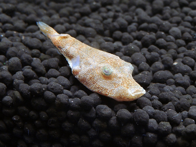 テトラオドンミウルス/カワスイ 川崎水族館（神奈川県）