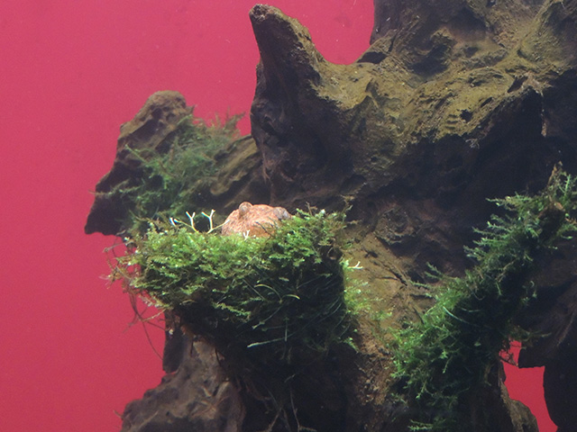 テトラオドンミウルス/カワスイ 川崎水族館（神奈川県）