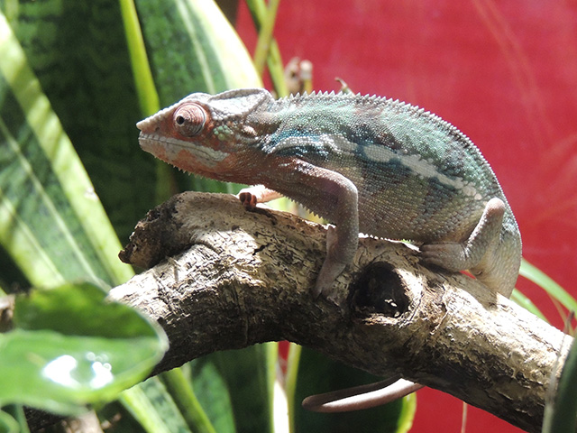 パンサーカメレオン/カワスイ 川崎水族館（神奈川県）