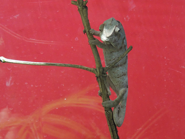 パンサーカメレオン/カワスイ 川崎水族館（神奈川県）