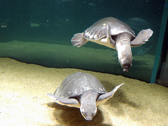 ミナミインドハコスッポン/カワスイ 川崎水族館（神奈川県）