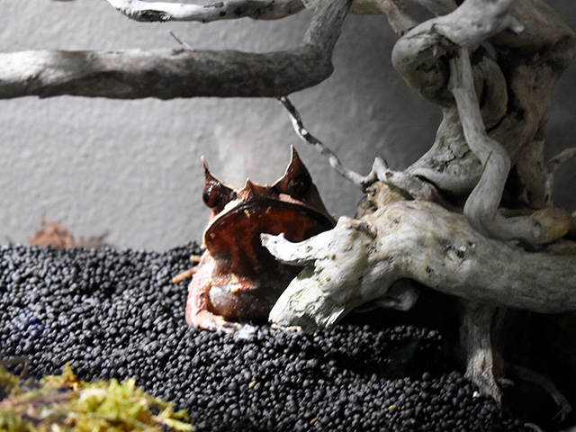 ミツヅノコノハガエル/カワスイ 川崎水族館（神奈川県）