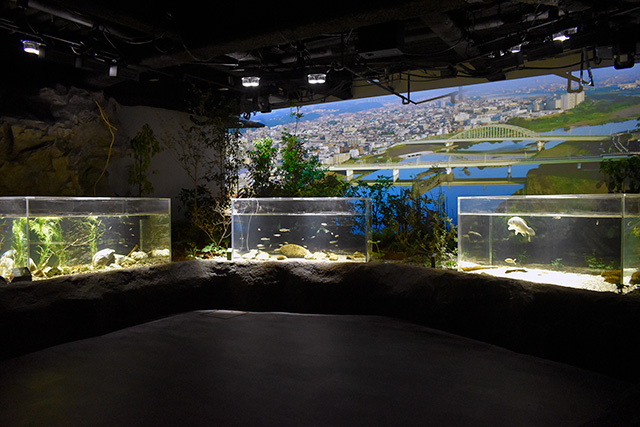 多摩川ゾーン/カワスイ 川崎水族館（神奈川県）