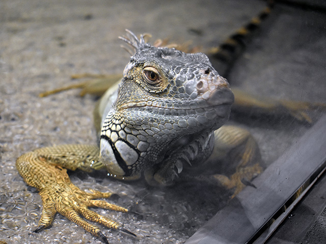 南アメリカゾーンにいるグリーンイグアナ/カワスイ 川崎水族館（神奈川県）