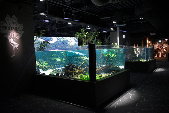 「パンタナルエリア」の水槽/カワスイ 川崎水族館（神奈川県）