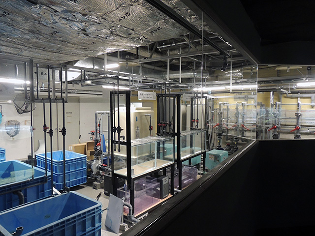 水族館の裏側「アクア・ラボ エリア」/カワスイ 川崎水族館（神奈川県）