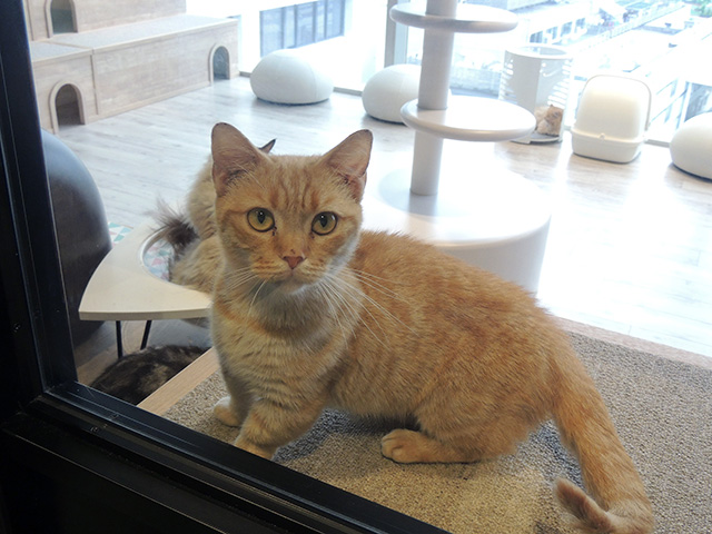 ソラネコカフェの猫/カワスイ 川崎水族館（神奈川県）