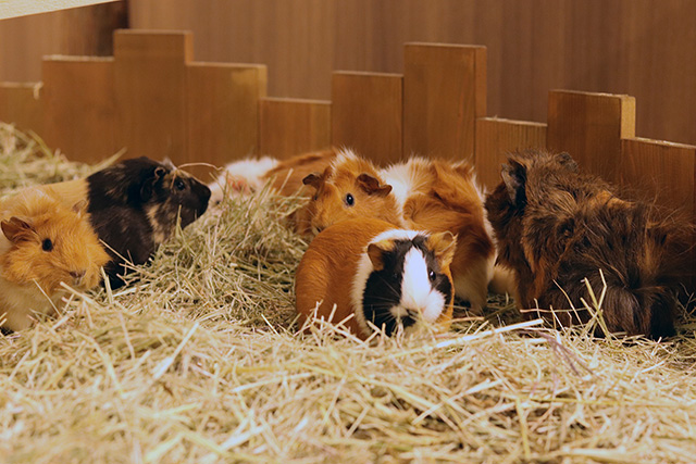 ふれあいパークのモルモット/カワスイ 川崎水族館（神奈川県）