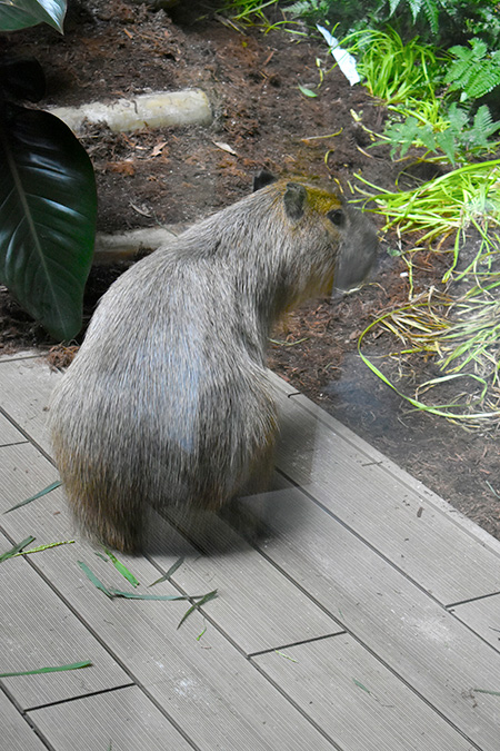 カピバラふれあい/カワスイ 川崎水族館（神奈川県）