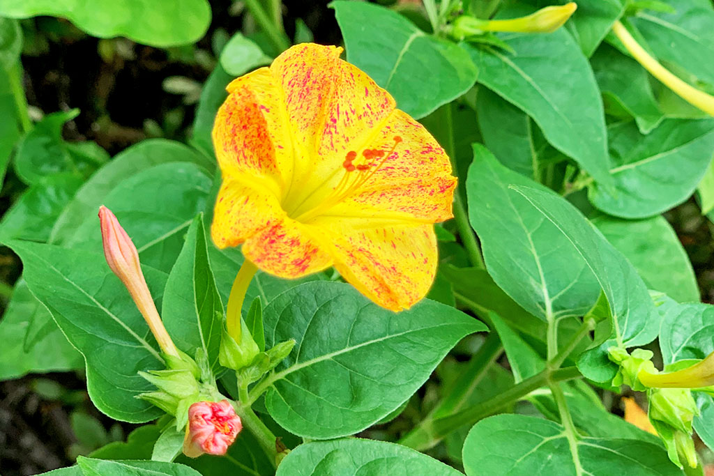 この花は「オシロイバナ」
