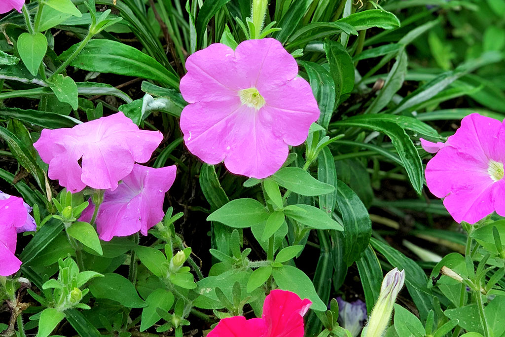 この花は「ペチュニア」