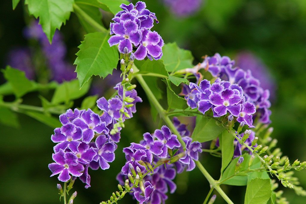 この花は「デュランタ」