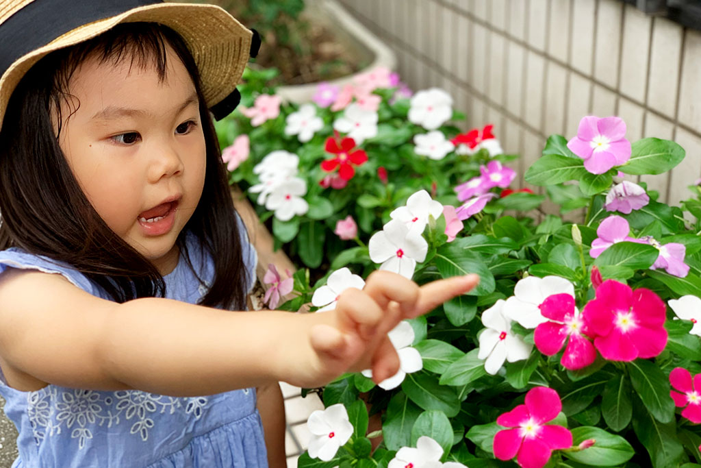 ニチニチソウを見ている女の子