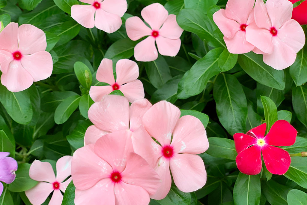 この花は「ニチニチソウ」