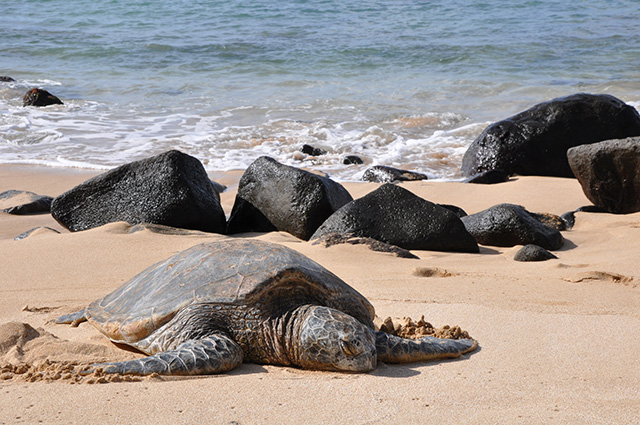 野生のウミガメ（ハワイ）