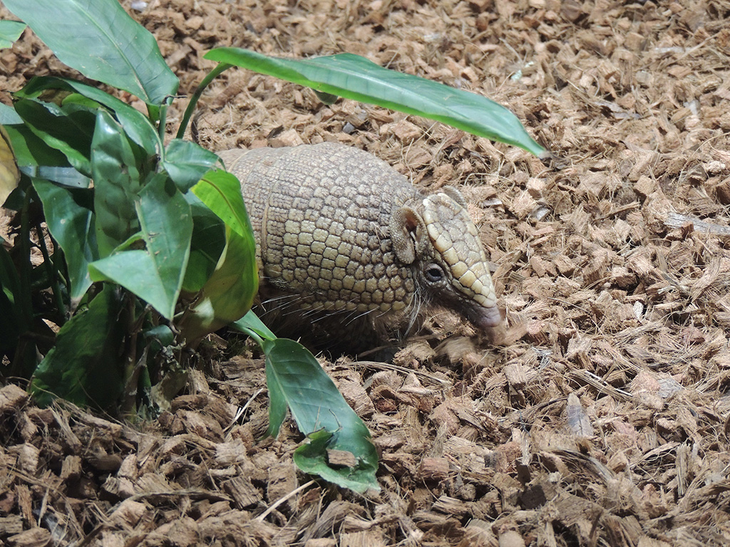 マタコミツオビアルマジロ/カワスイ 川崎水族館（神奈川県／川崎市）