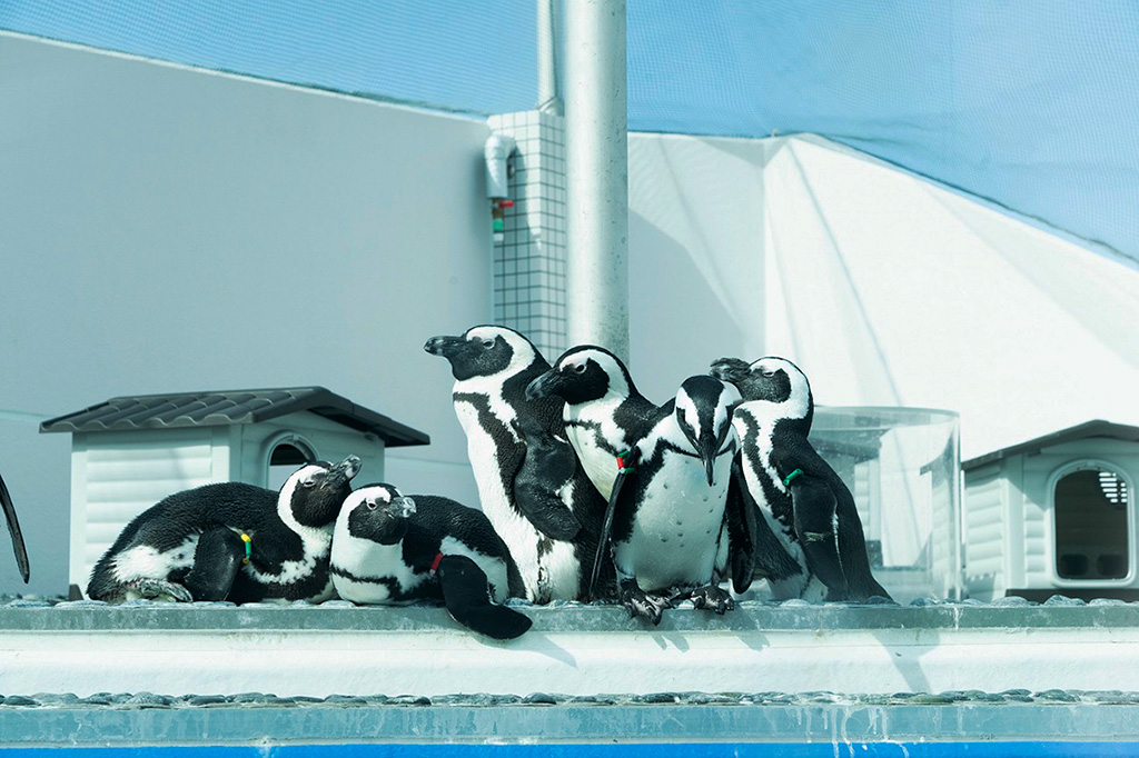 「水遊ゾーン」のケープペンギン/四国水族館（香川県／宇多津町）