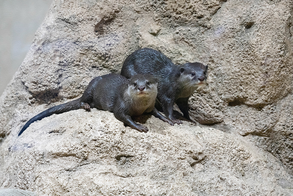 2階にいるコツメカワウソ/DMMかりゆし水族館（沖縄県／豊見城市）