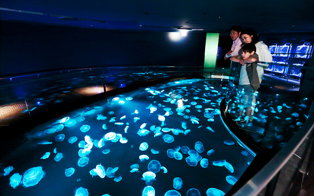 新体感水槽「ビッグシャーレ」/すみだ水族館（東京都／墨田区）