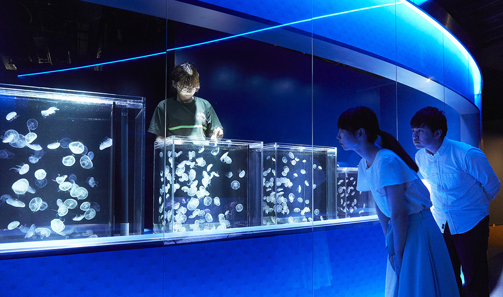 「京都クラゲ研究部」/京都水族館（京都府／京都市）