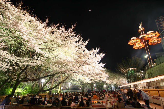 幻想的な夜桜ライトアップの様子／としまえん（東京都／練馬区）