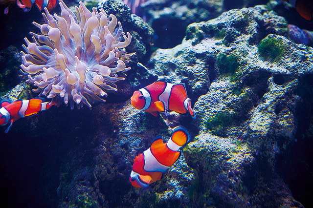 カクレクマノミ