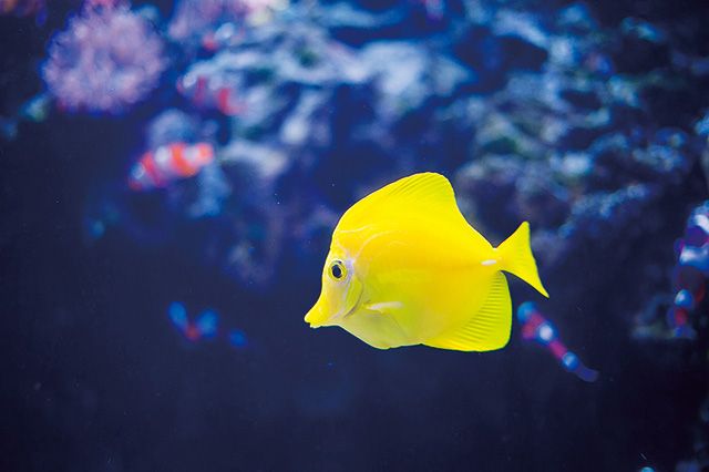 鮮やかな色のキイロハギ