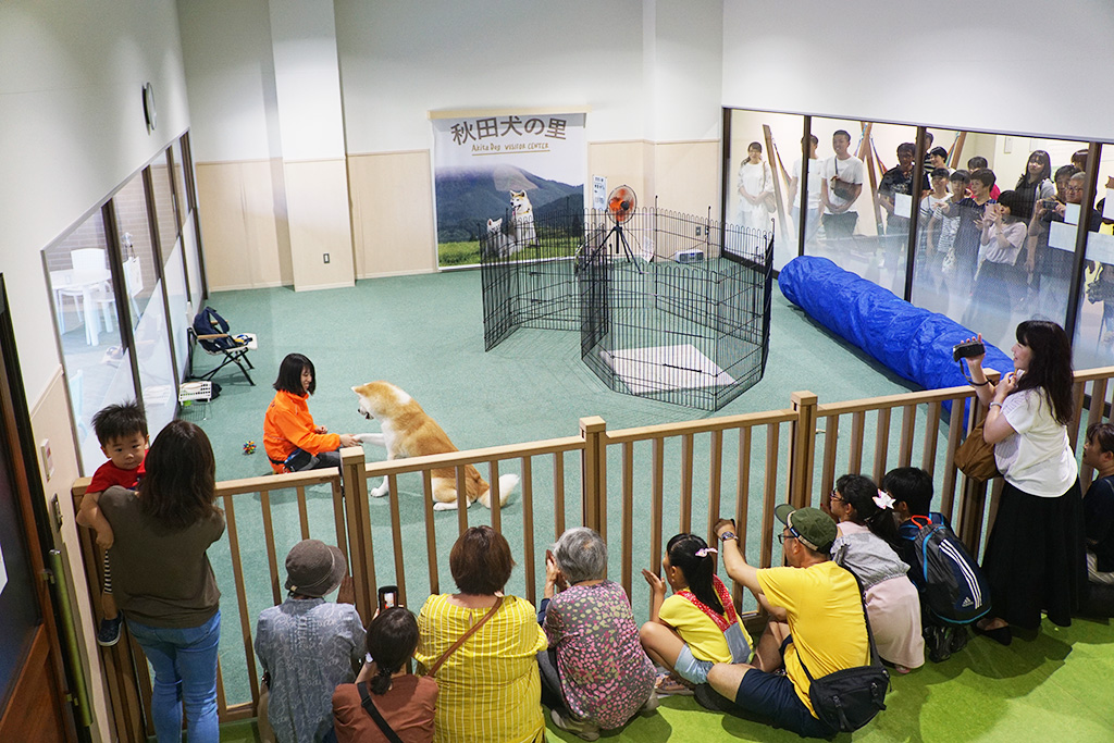 愛くるしい秋田犬に対面できる/秋田犬の里(秋田県/大館市)