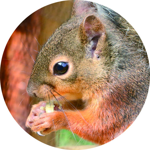 二ホンリスがエサを食べる姿/仙台うみの杜水族館(宮城県/仙台市)