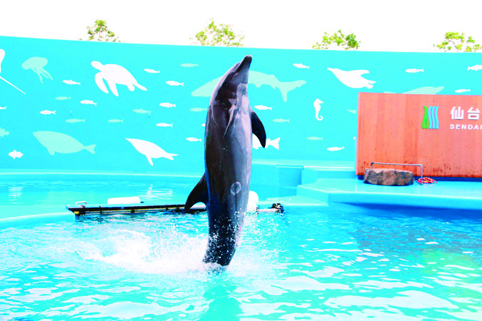 イルカショーの様子/仙台うみの杜水族館(宮城県/仙台市)