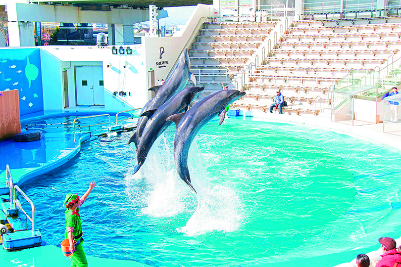 イルカショーの様子/仙台うみの杜水族館(宮城県/仙台市)