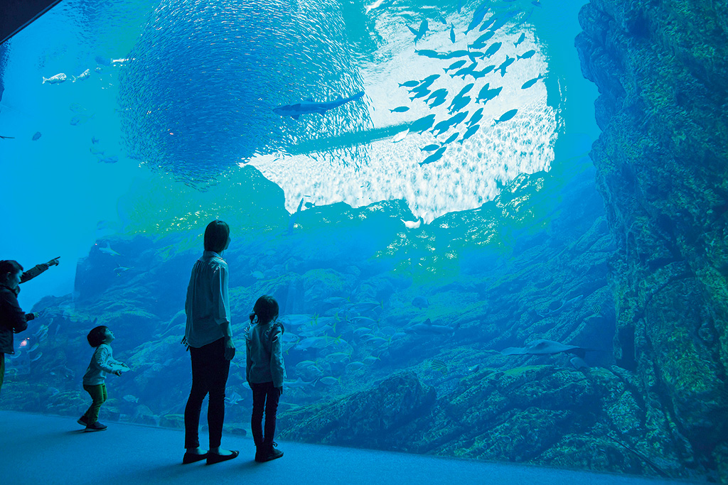 仙台うみの杜水族館の大水槽(宮城県/仙台市)