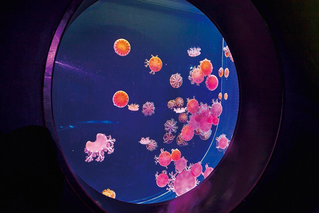 仙台うみの杜水族館のクラゲ展示(宮城県/仙台市)
