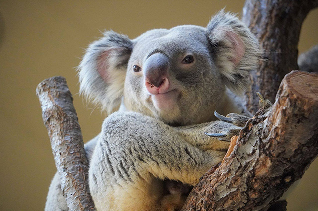 イシン(オス)/東山動植物園(愛知県/名古屋市)