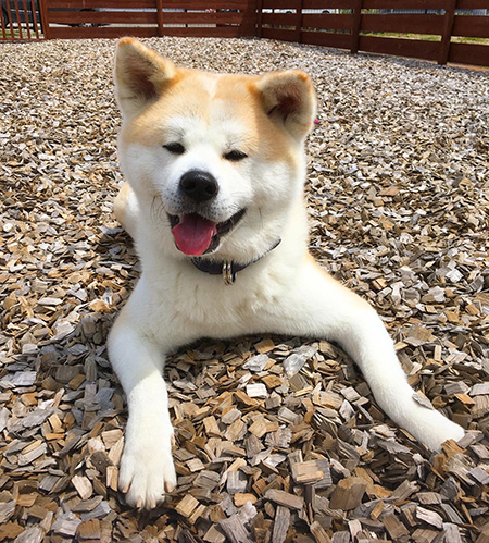 かわいい秋田犬の「つばき」/道の駅 おが なまはげの里 オガーレ(秋田県/男鹿市)