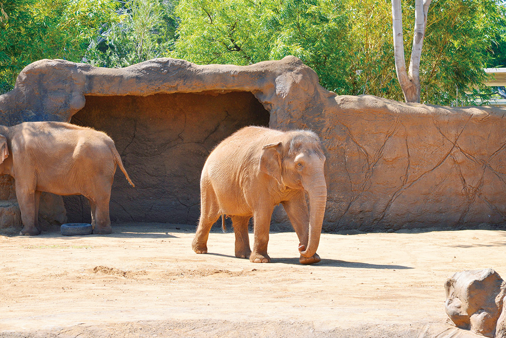 ホノルル動物園のゾウ