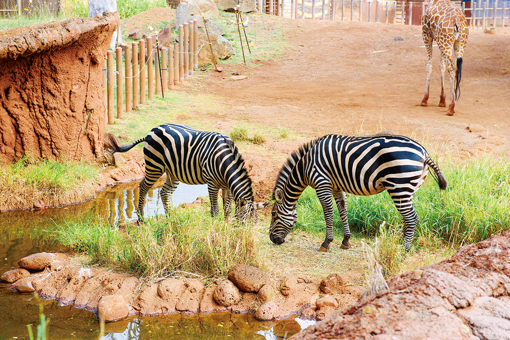 ホノルル動物園のシマウマ