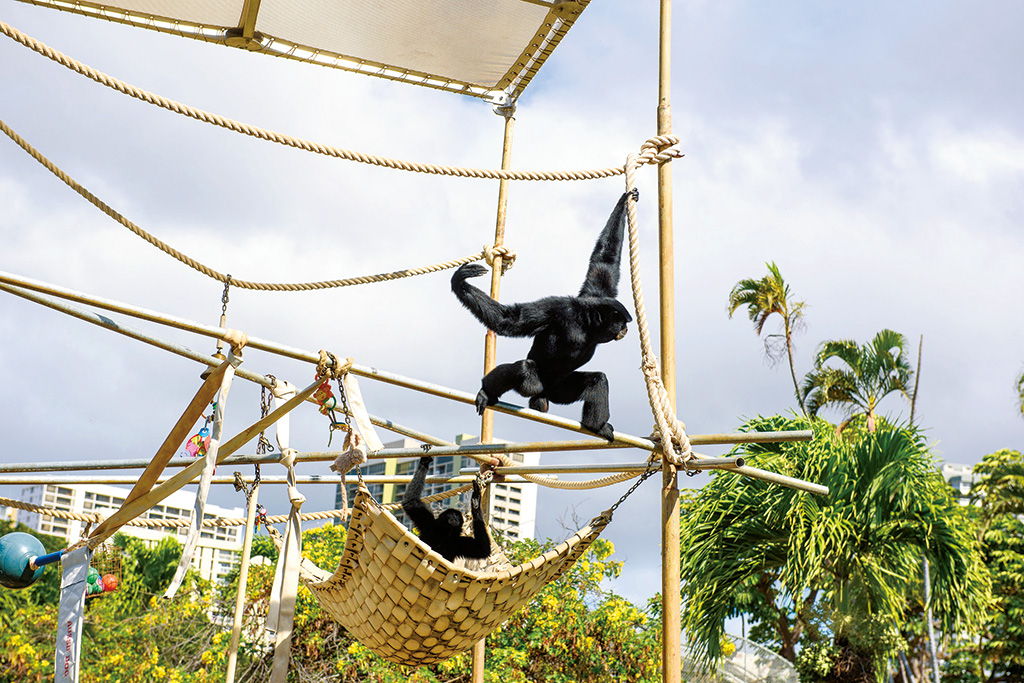 ホノルル動物園のフクロテナガザル