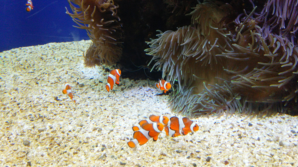 ワイキキ水族館のカクレクマノミ