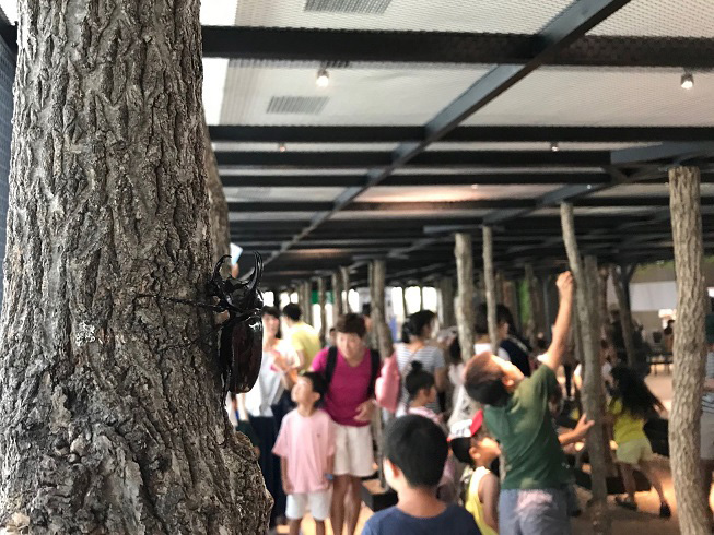 ふれあいコーナー/カブト・クワガタふれあいの森 in お台場(東京都/港区)