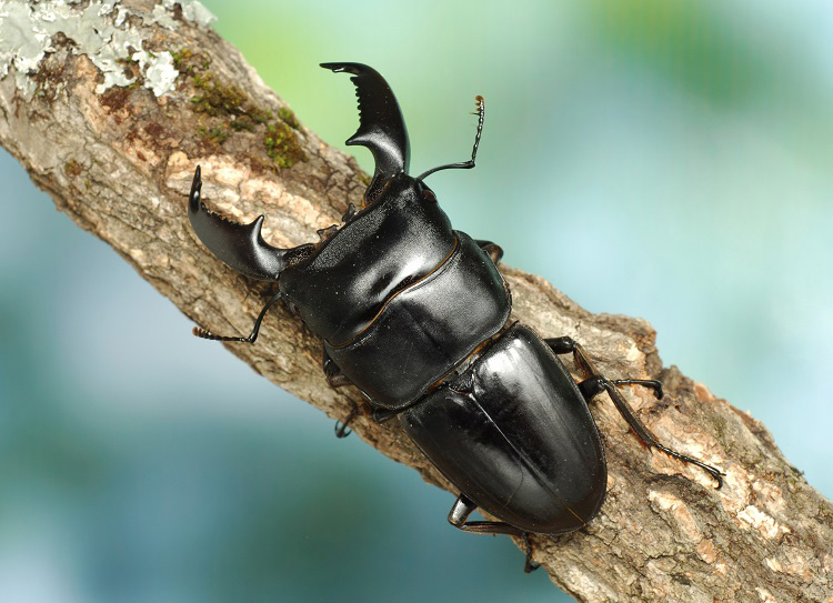 オオヒラタクワガタ