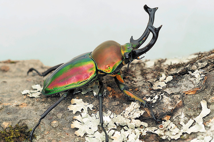 ニジイロクワガタ