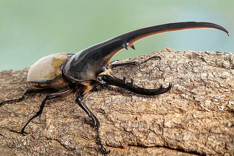 ヘラクレスオオカブト