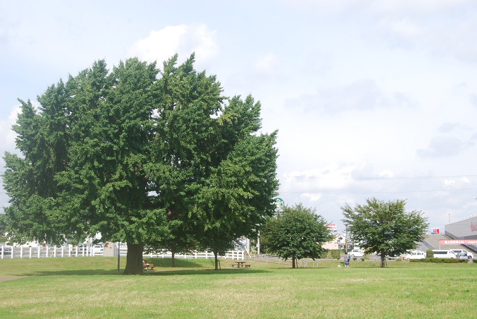 新木戸大銀杏公園（千葉県/富里市）