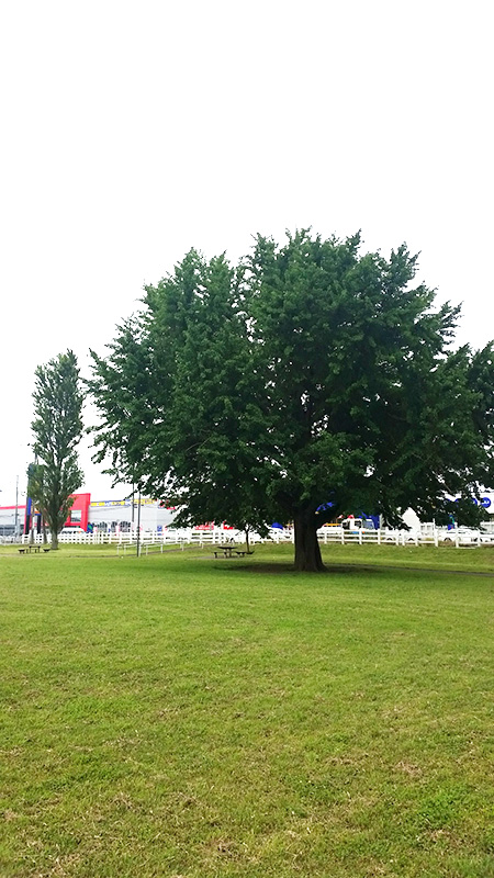 新木戸大銀杏公園(千葉県/富里市)