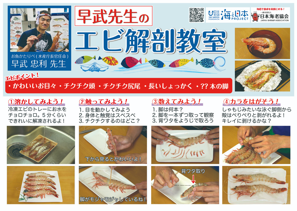 エビ解剖キットの解剖マニュアル