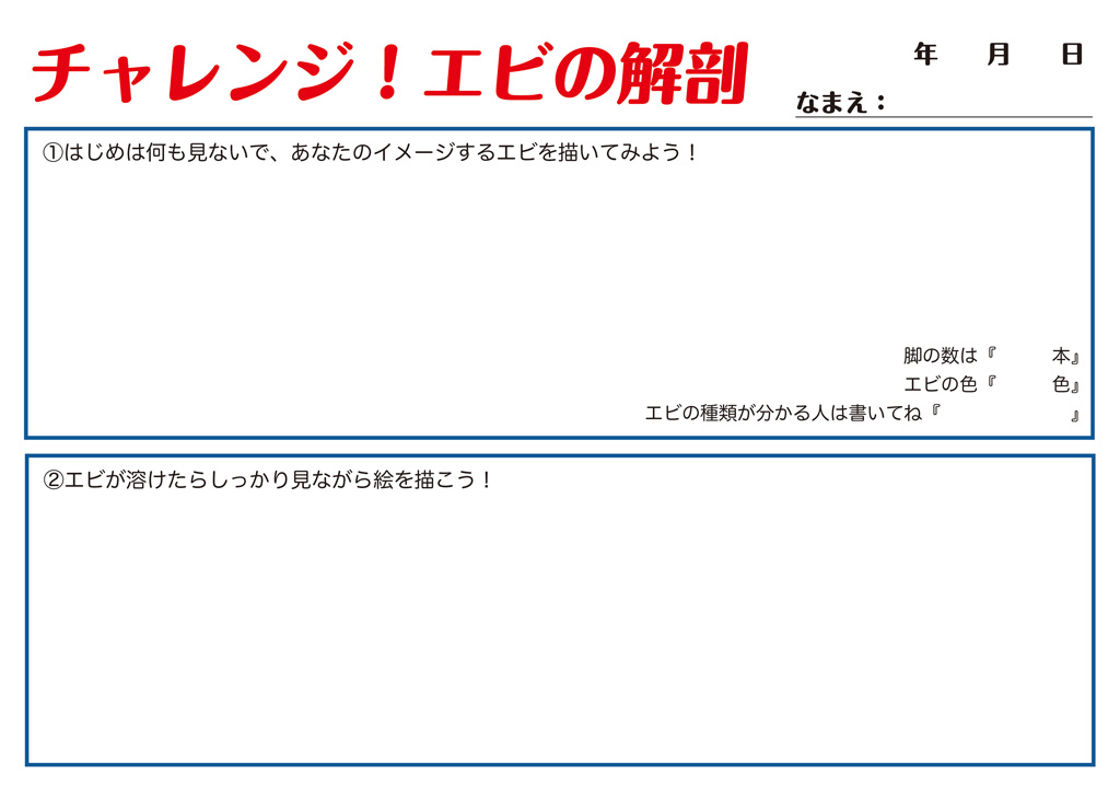 チャレンジ!エビの解剖 おさかなお絵描き用紙