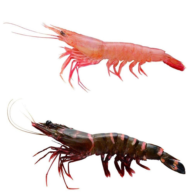 黒い海老と赤い海老